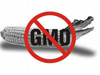 Gmo